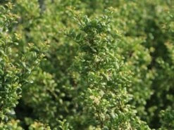 Löffel-Ilex / Japanischer Ilex 'Convexa' -Angebote Wurzel Zeit Store loeffel ilex japanischer ilex convexa m002070 w 1