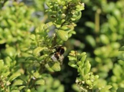 Löffel-Ilex / Japanischer Ilex 'Convexa' -Angebote Wurzel Zeit Store loeffel ilex japanischer ilex convexa m002070 w 3