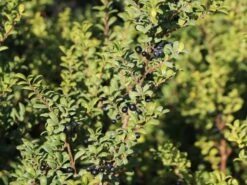 Löffel-Ilex / Japanischer Ilex 'Convexa' -Angebote Wurzel Zeit Store loeffel ilex japanischer ilex convexa m002070 w 5