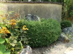 Löffel-Ilex / Japanischer Ilex 'Convexa' -Angebote Wurzel Zeit Store loeffel ilex japanischer ilex convexa m002070 w 6