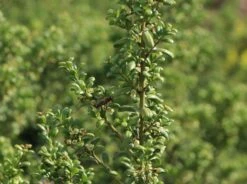 Löffel-Ilex / Japanischer Ilex 'Convexa' -Angebote Wurzel Zeit Store loeffel ilex japanischer ilex convexa m002070 w 7