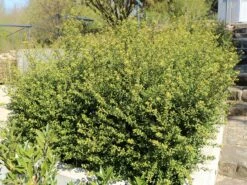 Löffel-Ilex / Japanischer Ilex 'Convexa' -Angebote Wurzel Zeit Store loeffel ilex japanischer ilex convexa m002070 w 8