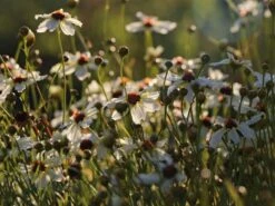 Mädchenauge 'Fools Gold'