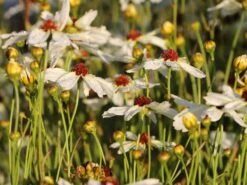 Mädchenauge 'Fools Gold' -Angebote Wurzel Zeit Store maedchenauge fools gold m058280 w 1