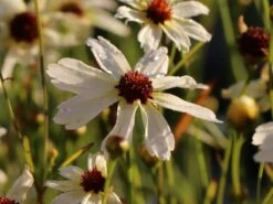 Mädchenauge 'Fools Gold' -Angebote Wurzel Zeit Store maedchenauge fools gold m058280 w 2