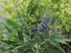 Mönchspfeffer 'Blue Puffball'