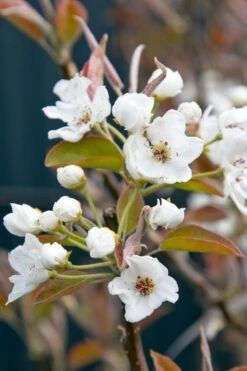 Nashi / Asienbirne / Asiatische Apfelbirne 'An Ben Pear' -Angebote Wurzel Zeit Store nashi asienbirne asiatische apfelbirne an ben pear m090138 w 0