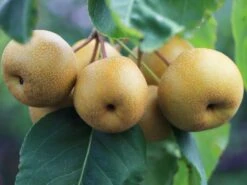 Nashi / Asienbirne / Asiatische Apfelbirne 'Benita' ®