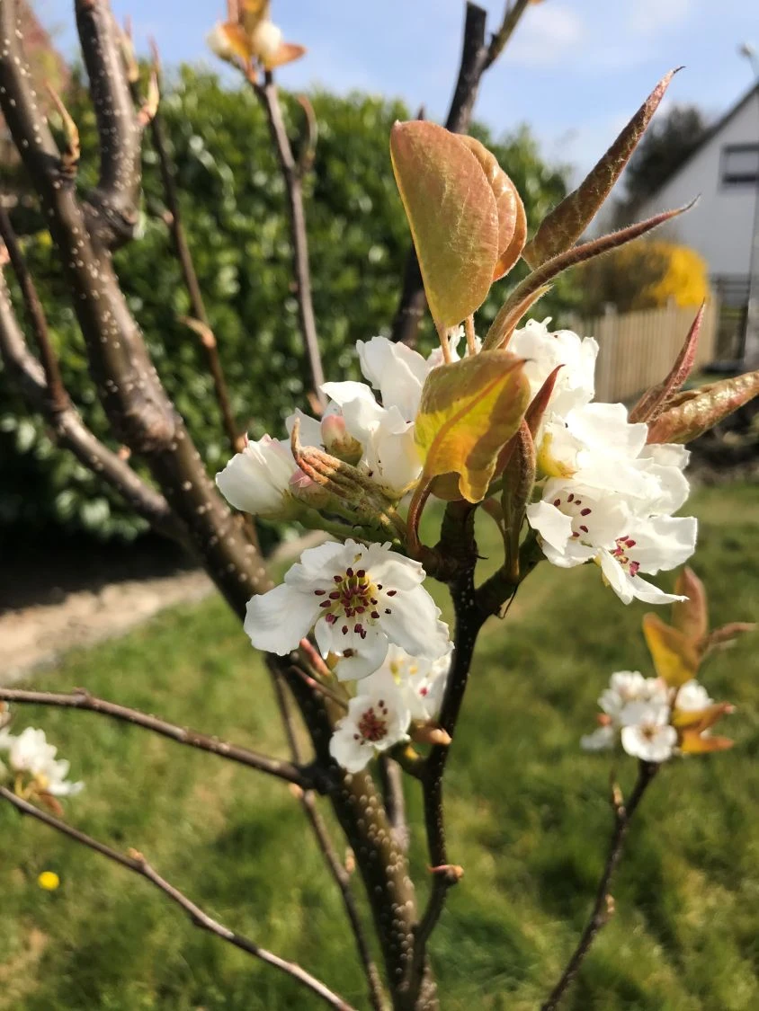 Nashi / Asienbirne / Asiatische Apfelbirne 'Chojuro' 2 Nashi / Asienbirne / Asiatische Apfelbirne 'Chojuro' – Bild 2