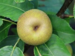 Nashi / Asienbirne / Asiatische Apfelbirne 'Kosui' -Angebote Wurzel Zeit Store nashi asienbirne asiatische apfelbirne kosui m063239 w 2