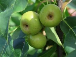 Nashi / Asienbirne / Asiatische Apfelbirne 'Kosui' -Angebote Wurzel Zeit Store nashi asienbirne asiatische apfelbirne kosui m063239 w 3