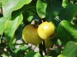 Nashi / Asienbirne / Asiatische Apfelbirne 'Kosui' -Angebote Wurzel Zeit Store nashi asienbirne asiatische apfelbirne kosui m063239 w 4