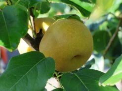 Nashi / Asienbirne / Asiatische Apfelbirne 'Kosui' -Angebote Wurzel Zeit Store nashi asienbirne asiatische apfelbirne kosui m063239 w 5