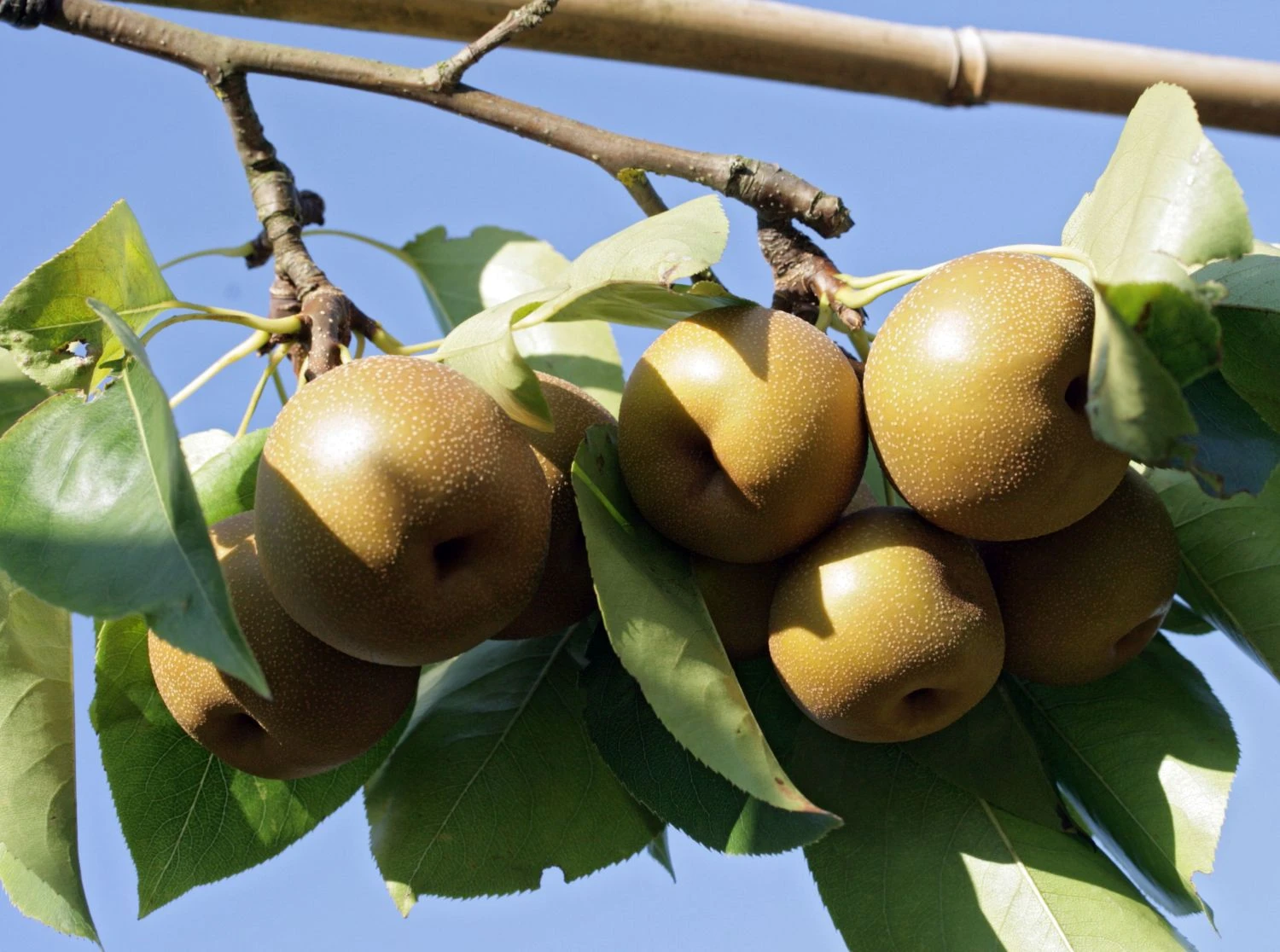 Nashi / Asienbirne / Asiatische Apfelbirne 'Kumoi' 1 Nashi / Asienbirne / Asiatische Apfelbirne 'Kumoi'