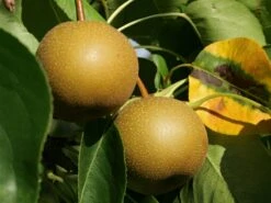 Nashi / Asienbirne / Asiatische Apfelbirne 'Kumoi' 20 Nashi / Asienbirne / Asiatische Apfelbirne 'Kumoi' -Angebote Wurzel Zeit Store nashi asienbirne asiatische apfelbirne kumoi m069482 w 0