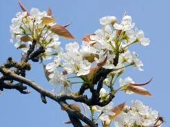 Nashi / Asienbirne / Asiatische Apfelbirne 'Kumoi' 21 Nashi / Asienbirne / Asiatische Apfelbirne 'Kumoi' -Angebote Wurzel Zeit Store nashi asienbirne asiatische apfelbirne kumoi m069482 w 1