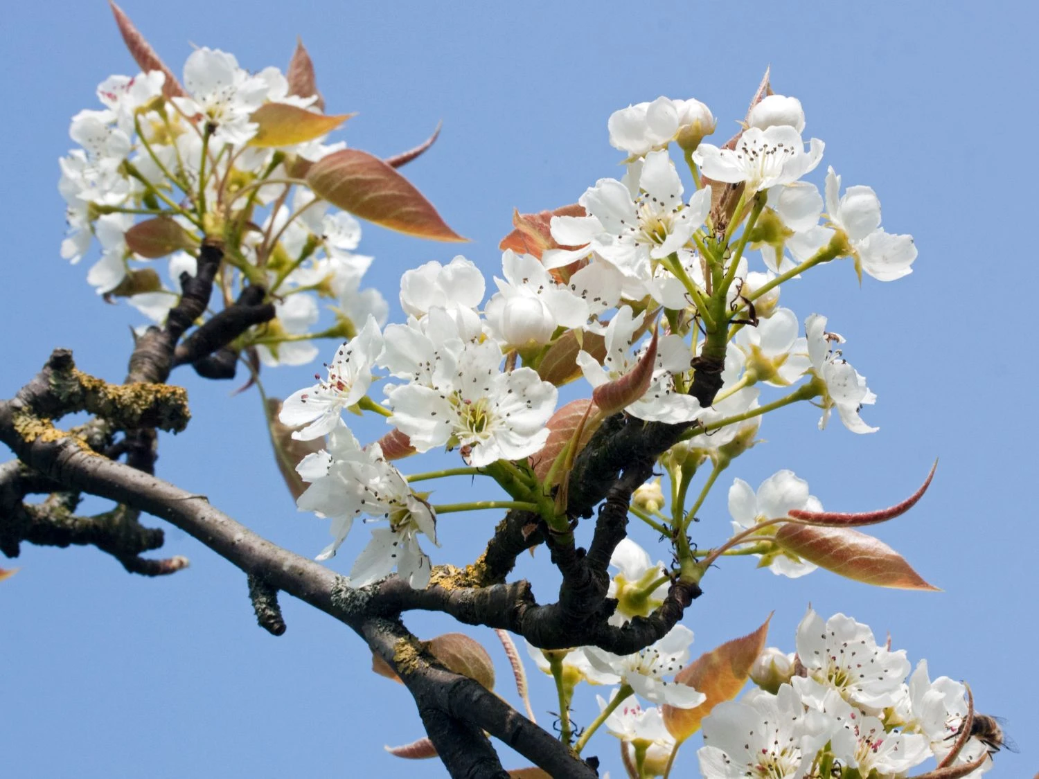 Nashi / Asienbirne / Asiatische Apfelbirne 'Kumoi' 11 Nashi / Asienbirne / Asiatische Apfelbirne 'Kumoi' – Bild 11