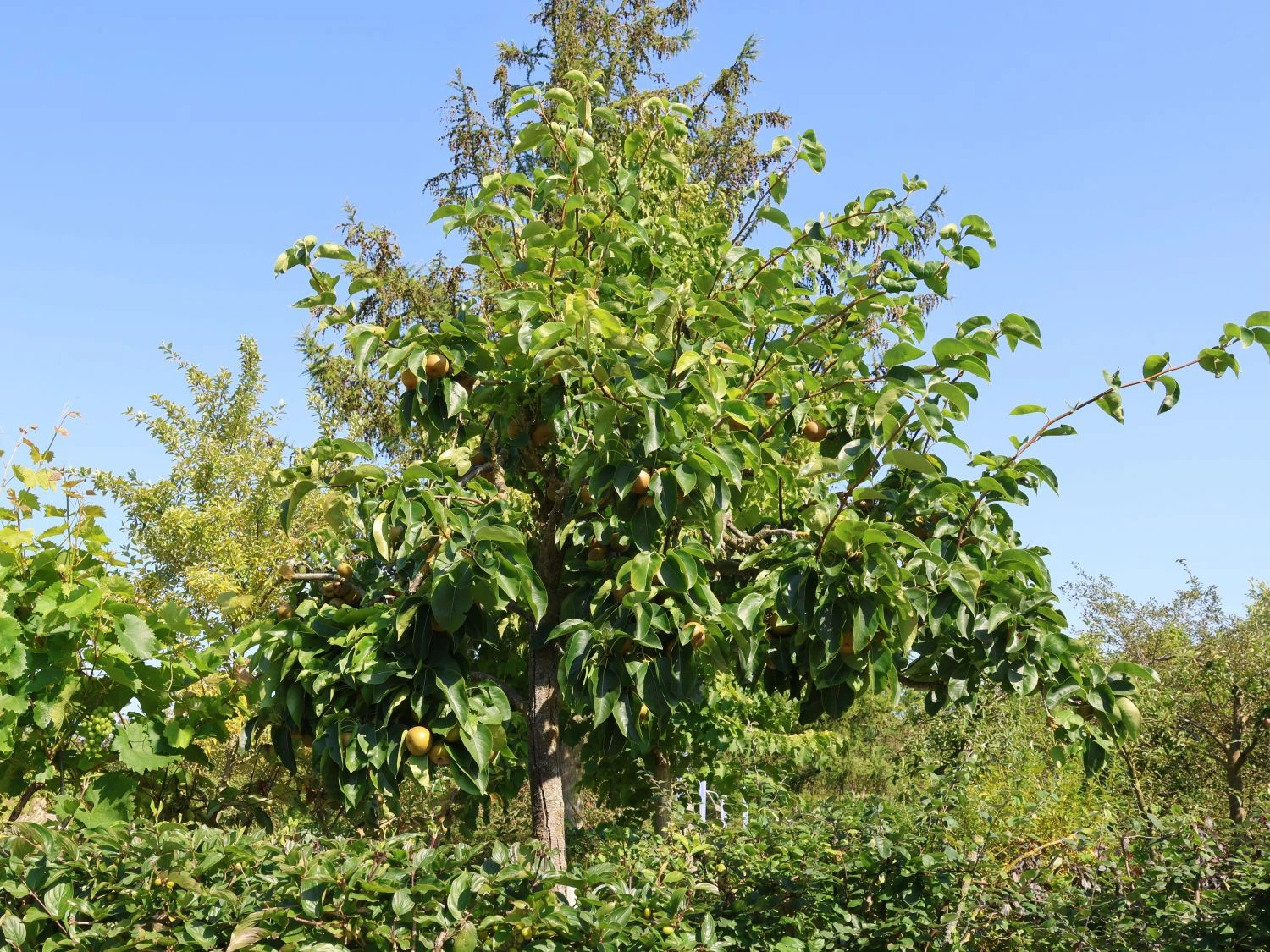 Nashi / Asienbirne / Asiatische Apfelbirne 'Kumoi' 2 Nashi / Asienbirne / Asiatische Apfelbirne 'Kumoi' – Bild 2