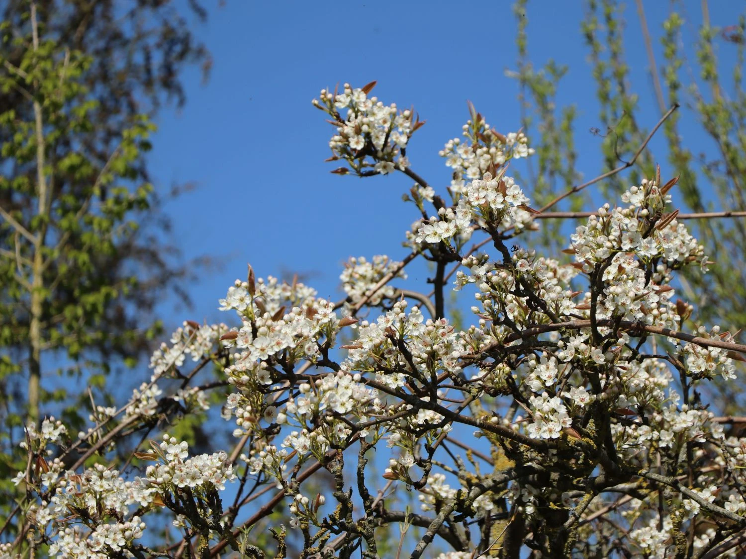 Nashi / Asienbirne / Asiatische Apfelbirne 'Kumoi' 9 Nashi / Asienbirne / Asiatische Apfelbirne 'Kumoi' – Bild 9