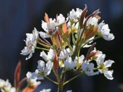 Nashi / Asienbirne / Asiatische Apfelbirne 'Kumoi' 16 Nashi / Asienbirne / Asiatische Apfelbirne 'Kumoi' -Angebote Wurzel Zeit Store nashi asienbirne asiatische apfelbirne kumoi m069482 w 4