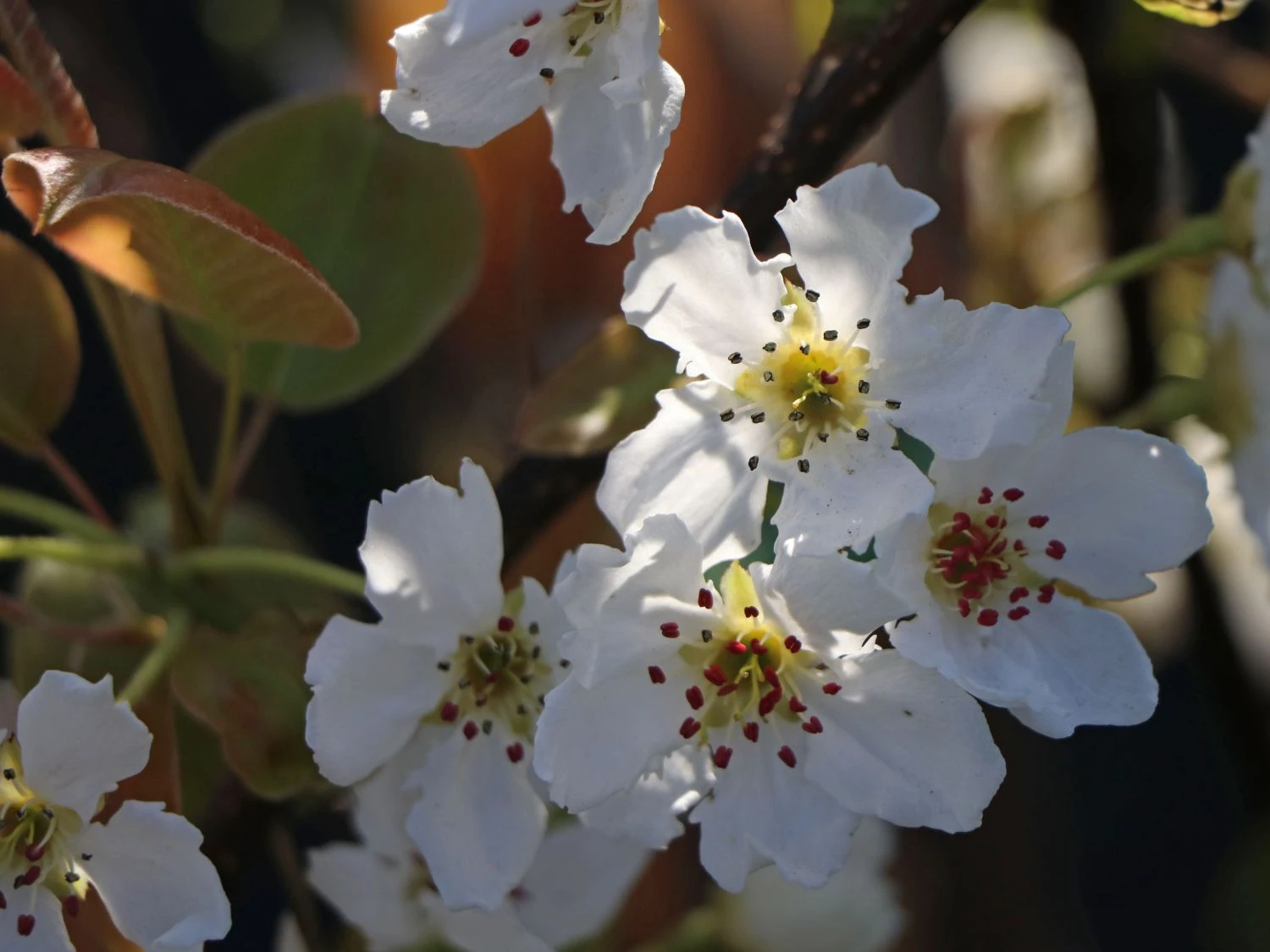 Nashi / Asienbirne / Asiatische Apfelbirne 'Kumoi' 3 Nashi / Asienbirne / Asiatische Apfelbirne 'Kumoi' – Bild 3