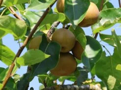 Nashi / Asienbirne / Asiatische Apfelbirne 'Kumoi' 18 Nashi / Asienbirne / Asiatische Apfelbirne 'Kumoi' -Angebote Wurzel Zeit Store nashi asienbirne asiatische apfelbirne kumoi m069482 w 6