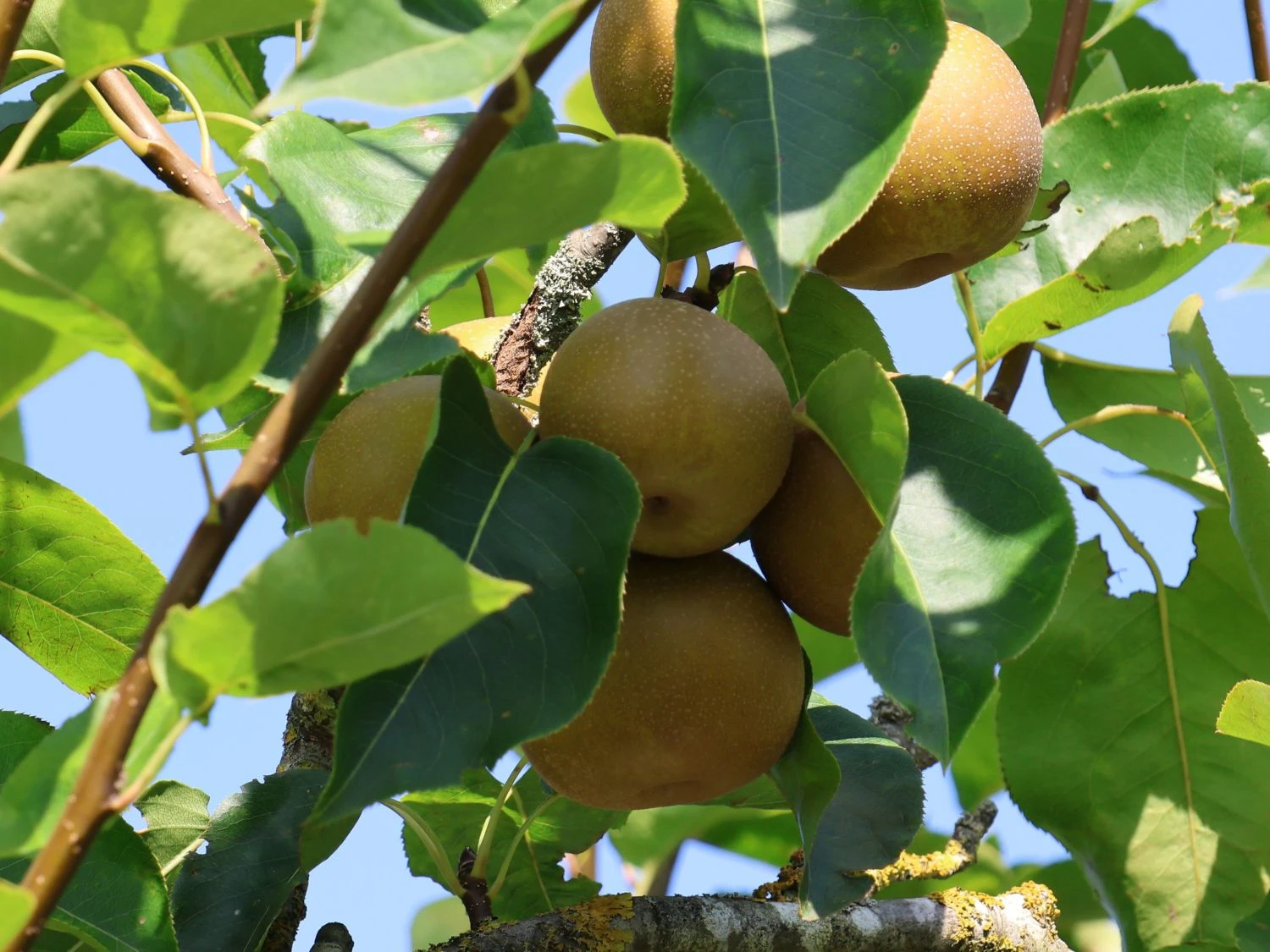 Nashi / Asienbirne / Asiatische Apfelbirne 'Kumoi' 8 Nashi / Asienbirne / Asiatische Apfelbirne 'Kumoi' – Bild 8