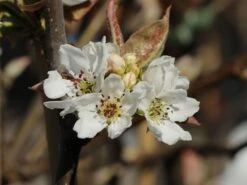 Nashi / Asienbirne / Asiatische Apfelbirne 'Kumoi' 14 Nashi / Asienbirne / Asiatische Apfelbirne 'Kumoi' -Angebote Wurzel Zeit Store nashi asienbirne asiatische apfelbirne kumoi m069482 w 7