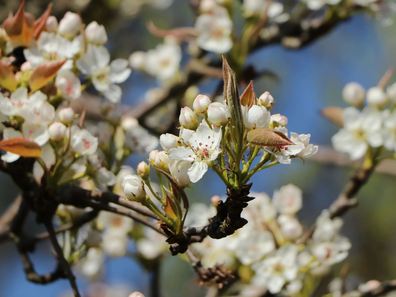Nashi / Asienbirne / Asiatische Apfelbirne 'Kumoi' 7 Nashi / Asienbirne / Asiatische Apfelbirne 'Kumoi' – Bild 7