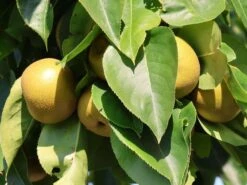 Nashi / Asienbirne / Asiatische Apfelbirne 'Kumoi' 15 Nashi / Asienbirne / Asiatische Apfelbirne 'Kumoi' -Angebote Wurzel Zeit Store nashi asienbirne asiatische apfelbirne kumoi m069482 w 9