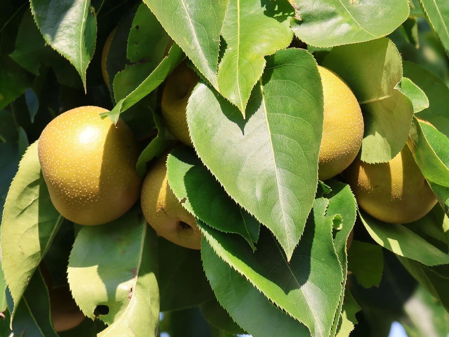 Nashi / Asienbirne / Asiatische Apfelbirne 'Kumoi' 5 Nashi / Asienbirne / Asiatische Apfelbirne 'Kumoi' – Bild 5