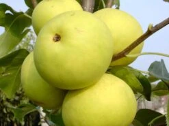 Nashi / Asienbirne / Asiatische Apfelbirne 'Naddel Pear'