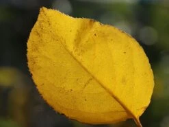 Nashi / Asienbirne / Asiatische Apfelbirne 'Naddel Pear' -Angebote Wurzel Zeit Store nashi asienbirne asiatische apfelbirne naddel pear m090135 w 1