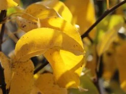 Nashi / Asienbirne / Asiatische Apfelbirne 'Naddel Pear' -Angebote Wurzel Zeit Store nashi asienbirne asiatische apfelbirne naddel pear m090135 w 2