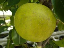 Nashi / Asienbirne / Asiatische Apfelbirne 'Nijisseiki' -Angebote Wurzel Zeit Store nashi asienbirne asiatische apfelbirne nijiseiki m063245 w 0