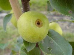 Nashi / Asienbirne / Asiatische Apfelbirne 'Nijisseiki' -Angebote Wurzel Zeit Store nashi asienbirne asiatische apfelbirne nijiseiki m063245 w 2