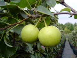 Nashi / Asienbirne / Asiatische Apfelbirne 'Nijisseiki' -Angebote Wurzel Zeit Store nashi asienbirne asiatische apfelbirne nijiseiki m063245 w 3