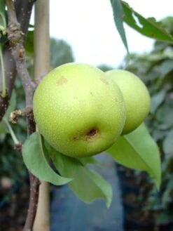 Nashi / Asienbirne / Asiatische Apfelbirne 'Nijisseiki' -Angebote Wurzel Zeit Store nashi asienbirne asiatische apfelbirne nijiseiki m063245 w 4