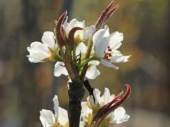 Nashi / Asienbirne / Asiatische Apfelbirne 'Nijisseiki' -Angebote Wurzel Zeit Store nashi asienbirne asiatische apfelbirne nijiseiki m063245 w 8