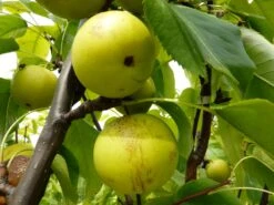 Nashi / Asienbirne / Asiatische Apfelbirne 'Shinseiki' -Angebote Wurzel Zeit Store nashi asienbirne asiatische apfelbirne shinseiki m090128 w 0