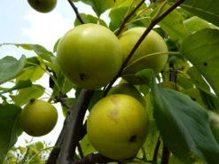 Nashi / Asienbirne / Asiatische Apfelbirne 'Shinseiki' -Angebote Wurzel Zeit Store nashi asienbirne asiatische apfelbirne shinseiki m090128 w 1