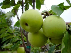 Nashi / Asienbirne / Asiatische Apfelbirne 'Sik Chon Early Pear'