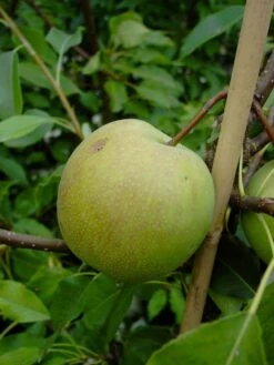 Nashi / Asienbirne / Asiatische Apfelbirne 'Sik Chon Early Pear' -Angebote Wurzel Zeit Store nashi asienbirne asiatische apfelbirne sik chon early pear m090150 w 0