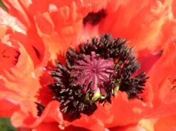 Orientalischer Mohn 'Türkenlouis' -Angebote Wurzel Zeit Store orientalischer mohn tuerkenlouis m012454 w 1