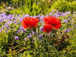 Orientalischer Mohn 'Türkenlouis' -Angebote Wurzel Zeit Store orientalischer mohn tuerkenlouis m012454 w 2
