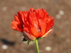 Orientalischer Mohn 'Türkenlouis' -Angebote Wurzel Zeit Store orientalischer mohn tuerkenlouis m012454 w 3