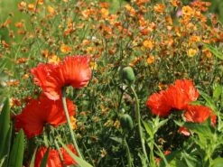 Orientalischer Mohn 'Türkenlouis' -Angebote Wurzel Zeit Store orientalischer mohn tuerkenlouis m012454 w 4