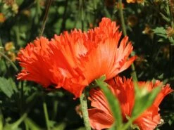 Orientalischer Mohn 'Türkenlouis' -Angebote Wurzel Zeit Store orientalischer mohn tuerkenlouis m012454 w 5
