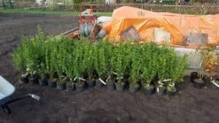 Ovalblättriger Liguster -Angebote Wurzel Zeit Store ovalblaettriger liguster m002430 1042036 1