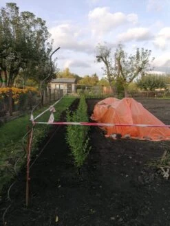 Ovalblättriger Liguster -Angebote Wurzel Zeit Store ovalblaettriger liguster m002430 1042036 2